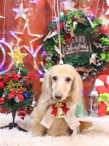 20231217ホクトくん